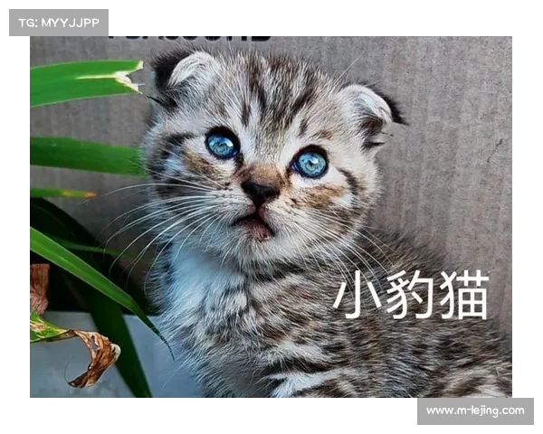 《倒数第一也能逆袭！广州豹猫超级得分狂潮引发奇迹大逆转》(广州豹猫猫舍)